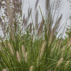 Chinese pennisetum seeds