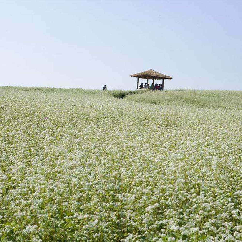 buckwheat seeds