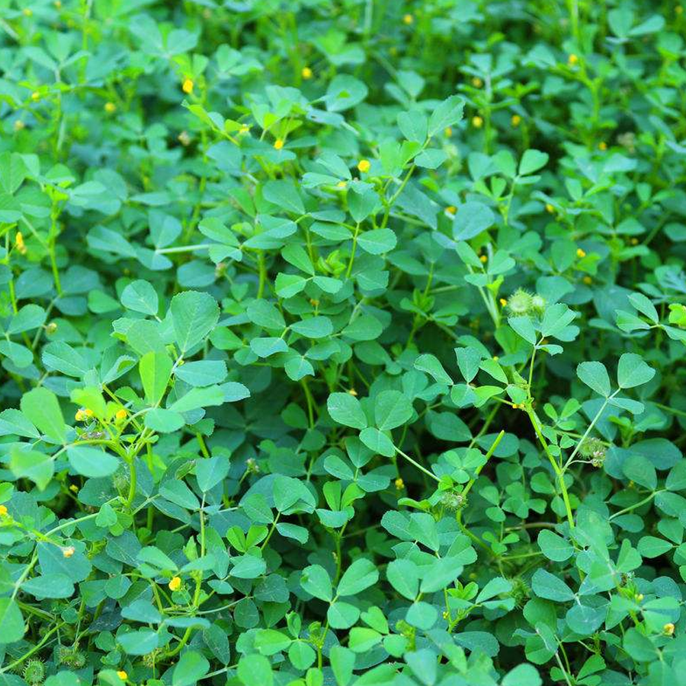 Alfalfa seeds