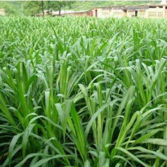 sudangrass seeds