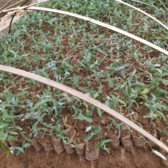 Eucalyptus globulus seeds/ Eucalyptus seeds 1kg