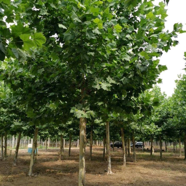 oriental plan seeds/ Platanus orientalis seeds 1kg