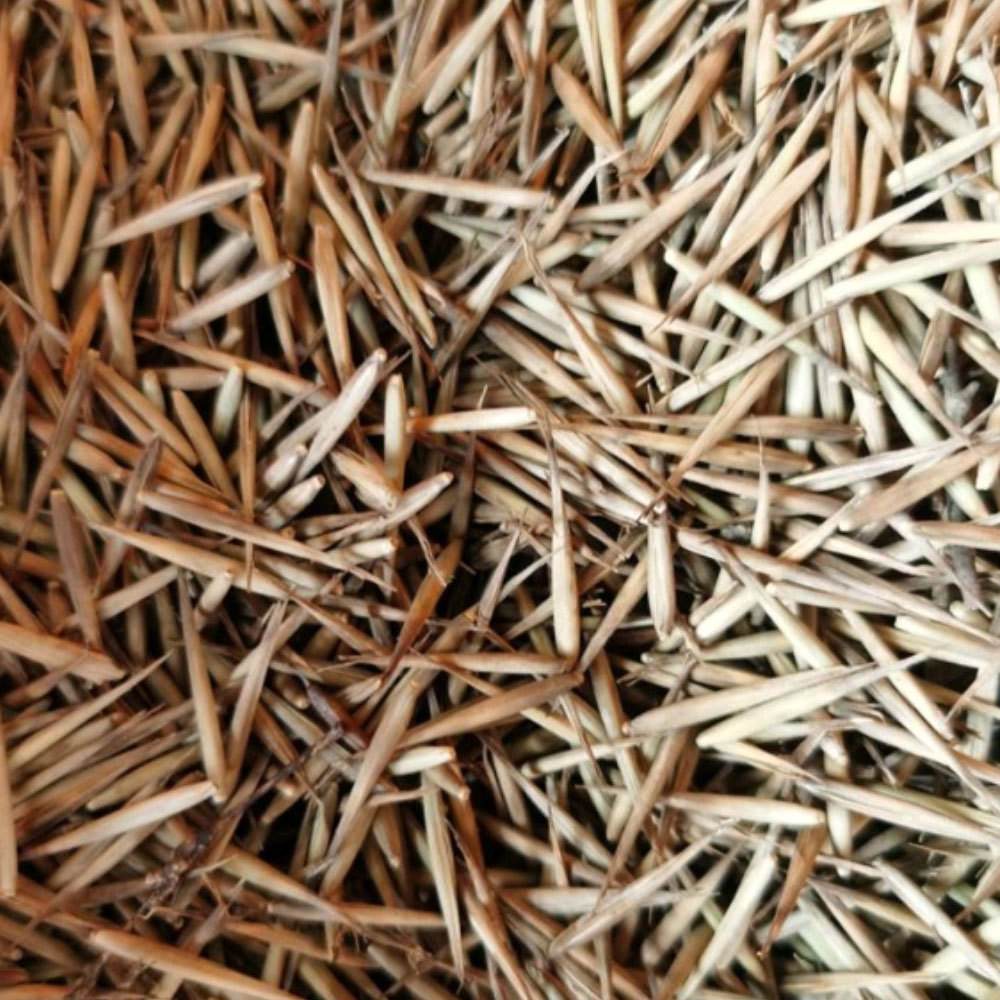 moso bamboo seeds/ Phyllostachys edulis seeds 1kg