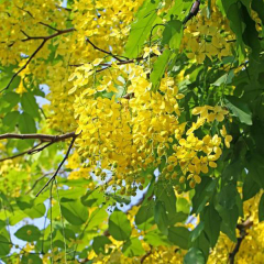 Cassia fistula seeds/Fistula seeds 1kg