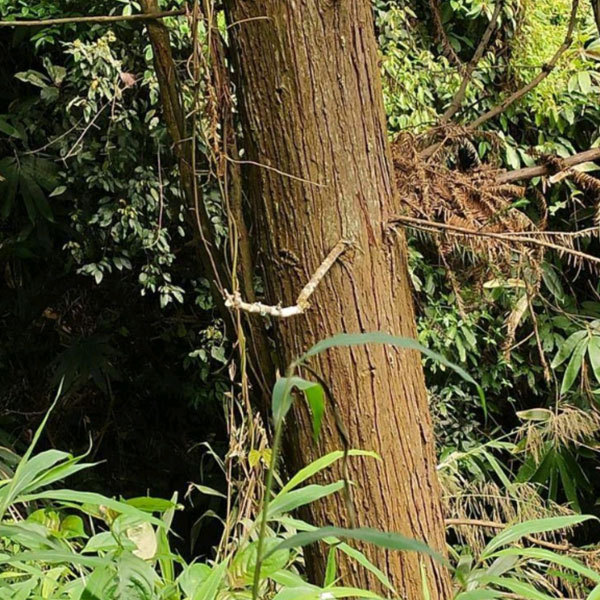 Cunninghamia Lanceolata seeds 1kg