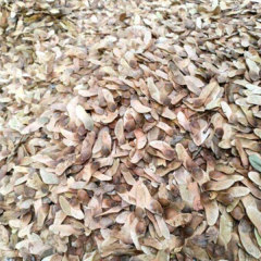 Acer Truncatum seeds 1kg