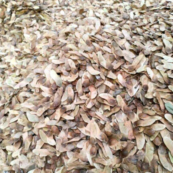Acer Truncatum seeds 1kg