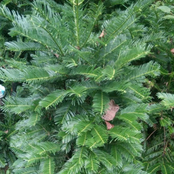 Cephalotaxus fortunei seeds/ Cephalotaxus seeds 1kg