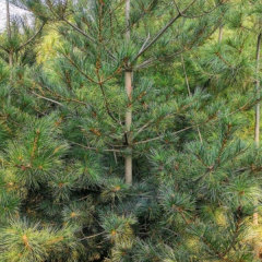 Pinus armandii Franch seeds/Pinus armandi seeds 1kg