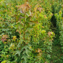 Acer buergerianum seeds/rident maple seeds 1kg