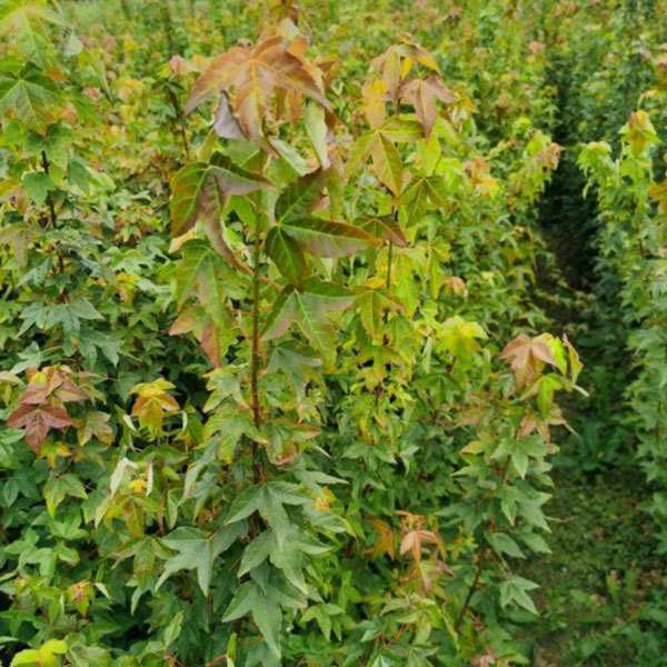 Acer buergerianum seeds/rident maple seeds 1kg