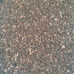 spruce seeds/dragon spruce seeds 1kg