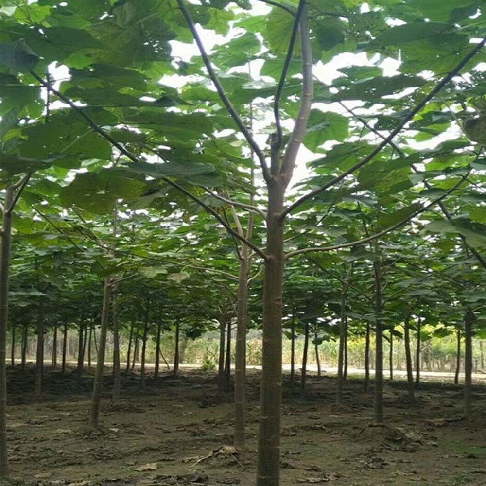 paulownia seeds 1kg