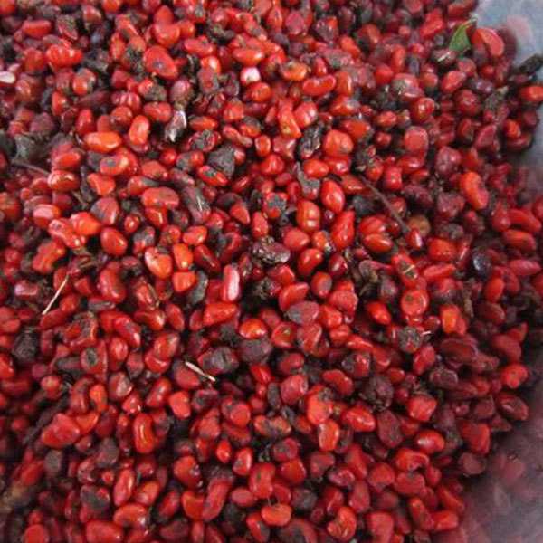 Pittosporum tobira seeds/Pittosporum seeds 1kg