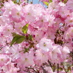 Cherry Blossom seeds/Sakura seeds