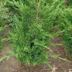 Giant cedar seeds/Platycladus orientalis seeds