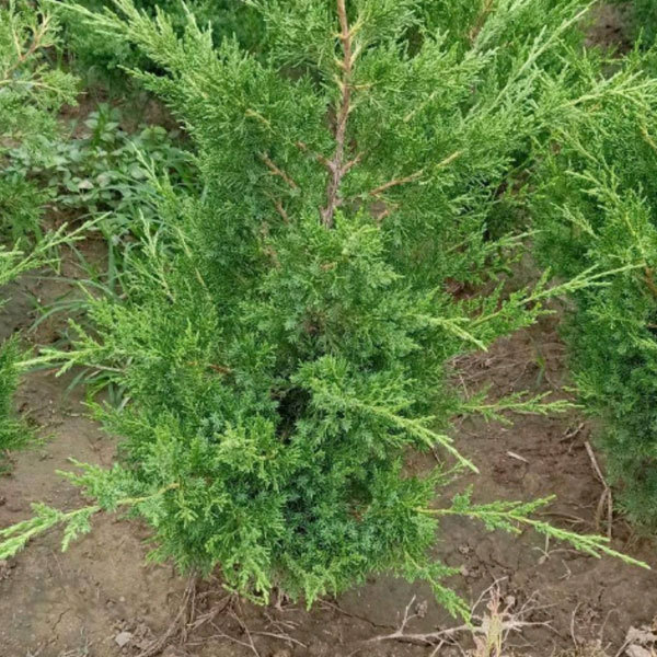 Giant cedar seeds/Platycladus orientalis seeds