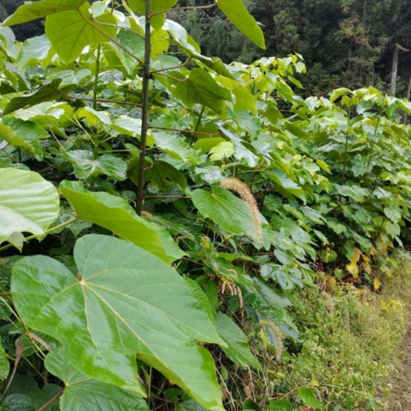 Vernicia fordii seeds/ tung tree seeds