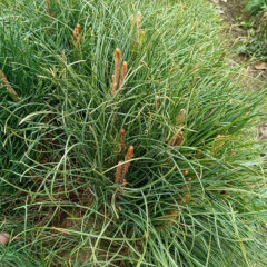 Pinus tabuliformis seeds/ Chinese pine seeds