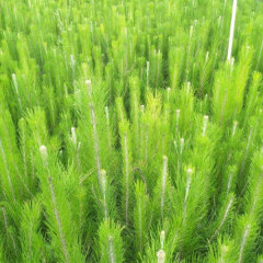 Pinus elliottii seeds/ Slash Pine seeds