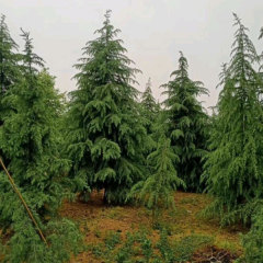 cedar seeds/Cedrus seeds