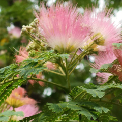 Albizia kalkora seeds/Albizia/Albizia macrophylla seeds 1kg