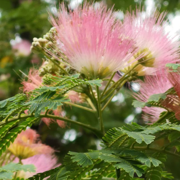Albizia kalkora seeds/Albizia/Albizia macrophylla seeds 1kg