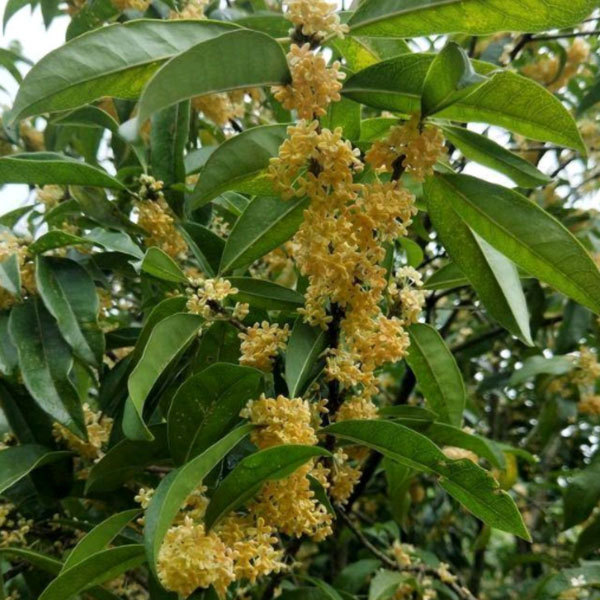Osmanthus fragrans seeds/Osmanthus seeds 1kg