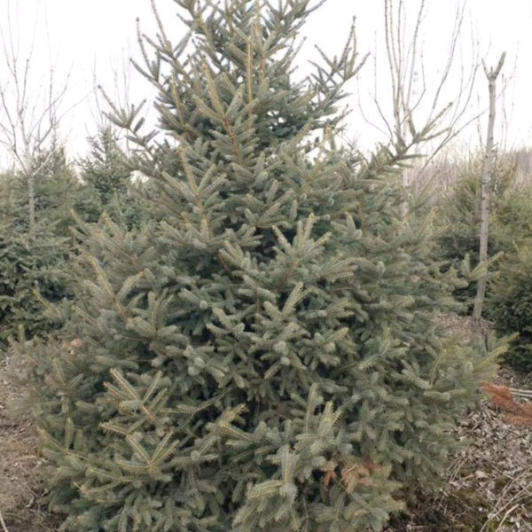 fir seeds/Abies seeds 1kg