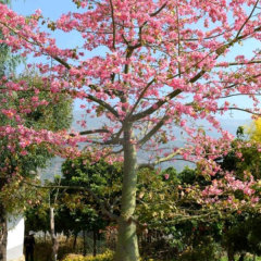 Ceiba insignis seeds/ Ceiba speciosa seeds 1kg