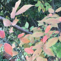 Zelkova schneideriana seeds/Schneider zelkova seeds 1kg
