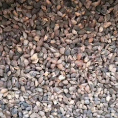 Pinus elliottii seeds/ Slash Pine seeds
