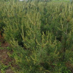 Pinus bungeana seeds/white bark pine seeds 1kg