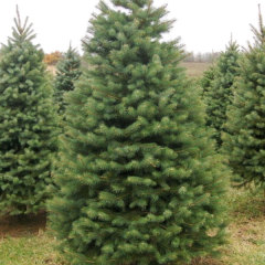 spruce seeds/dragon spruce seeds 1kg