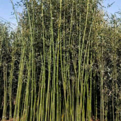 moso bamboo seeds/ Phyllostachys edulis seeds 1kg