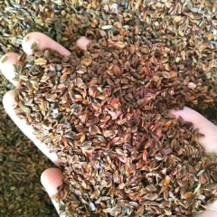 Cryptomeria fortunei seeds
