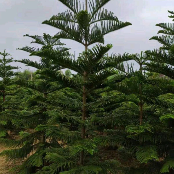 araucaria seeds/norfolk island pine seeds 1kg