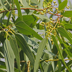 Eucalyptus citriodora seeds/Lemon Eucalyptus seeds 1kg