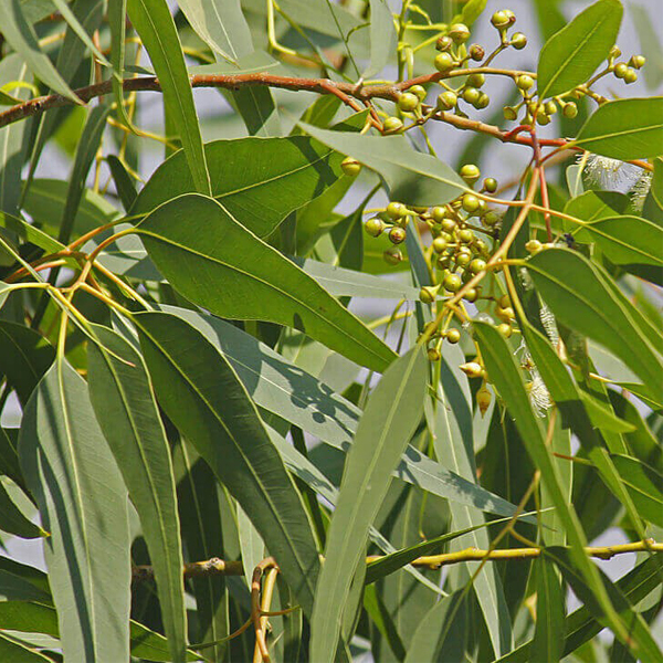 Eucalyptus citriodora seeds/Lemon Eucalyptus seeds 1kg