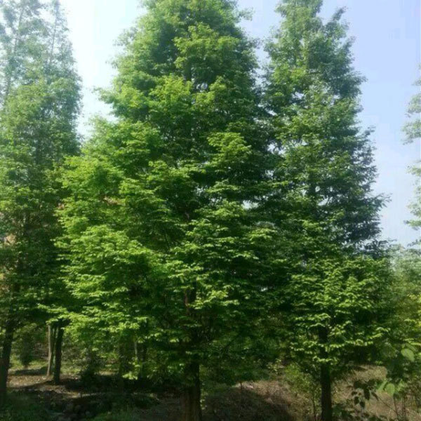 dawn redwood seeds/metasequoia seeds 1kg