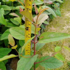 Eucalyptus robusta Smith seeds/Eucalyptus robusta seeds 1kg