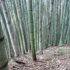 moso bamboo seeds/ Phyllostachys edulis seeds 1kg
