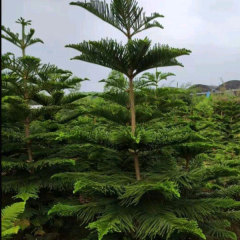 araucaria seeds/norfolk island pine seeds 1kg