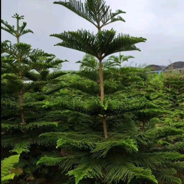 araucaria seeds/norfolk island pine seeds 1kg