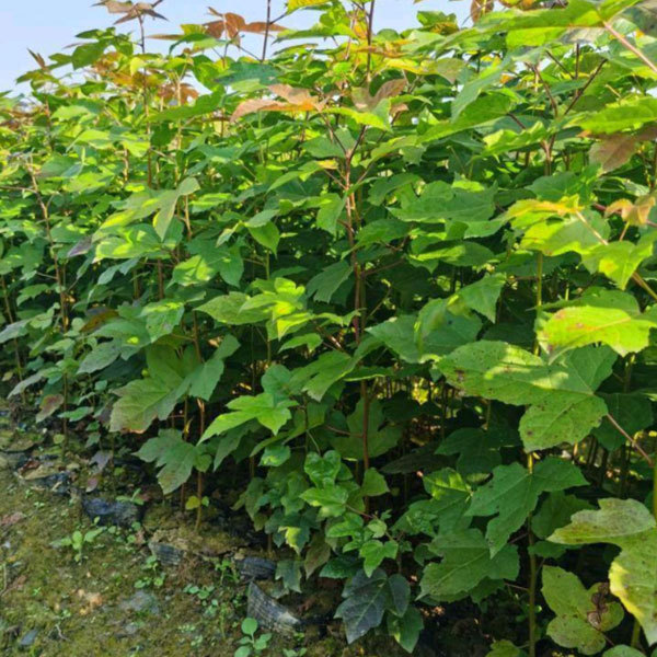 Chinese sweet gum seeds/Liquidambar formosana seeds 1kg