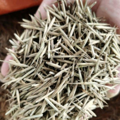 moso bamboo seeds/ Phyllostachys edulis seeds 1kg