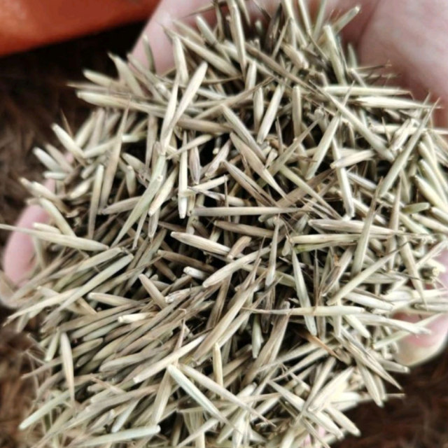 moso bamboo seeds/ Phyllostachys edulis seeds 1kg