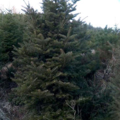 fir seeds/Abies seeds 1kg