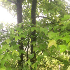 Acer buergerianum seeds/rident maple seeds 1kg