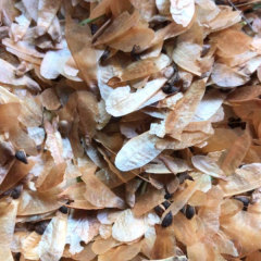 spruce seeds/dragon spruce seeds 1kg